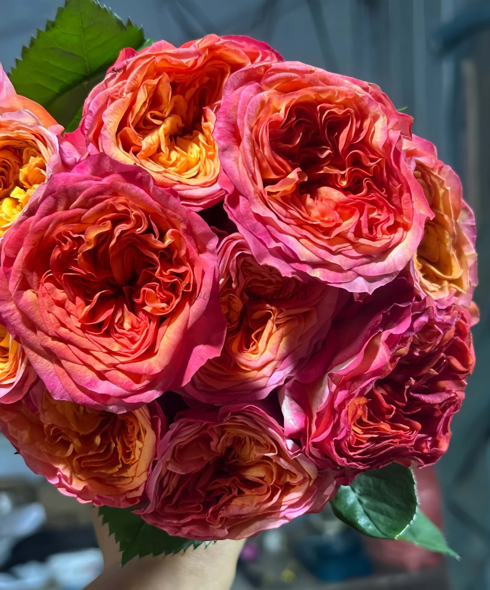 Campari Rose丨Flower Gardens