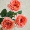 Candy X-Pression Rose for sale丨Flower Gardens