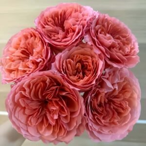 Candy X-Pression Rose plant丨Flower Gardens