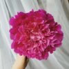 Cao Zhou Red Peony for sale丨Flower Gardens