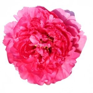 Cao Zhou Red Peony Plant丨Flower Gardens