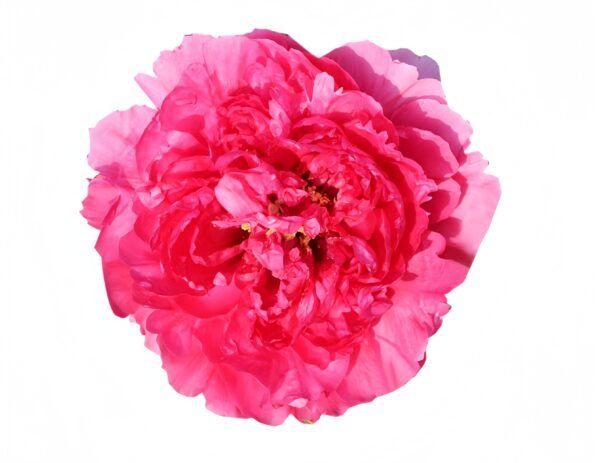 Cao Zhou Red Peony Plant丨Flower Gardens