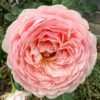 Celebretini Rose丨Flower Gardens