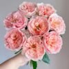 Celebretini Rose for sale丨Flower Gardens