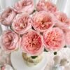 Celebretini Rose丨Flower Gardens
