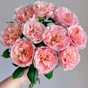 Celebretini Rose plant丨Flower Gardens