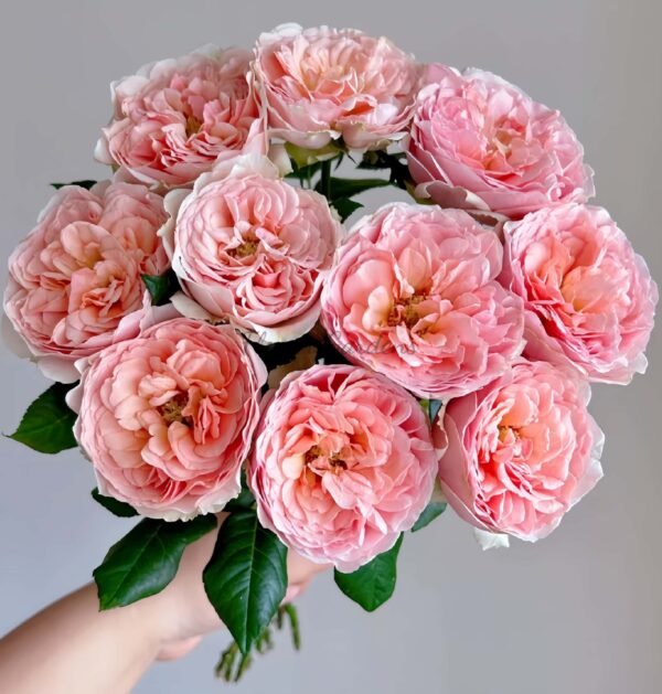Celebretini Rose plant丨Flower Gardens