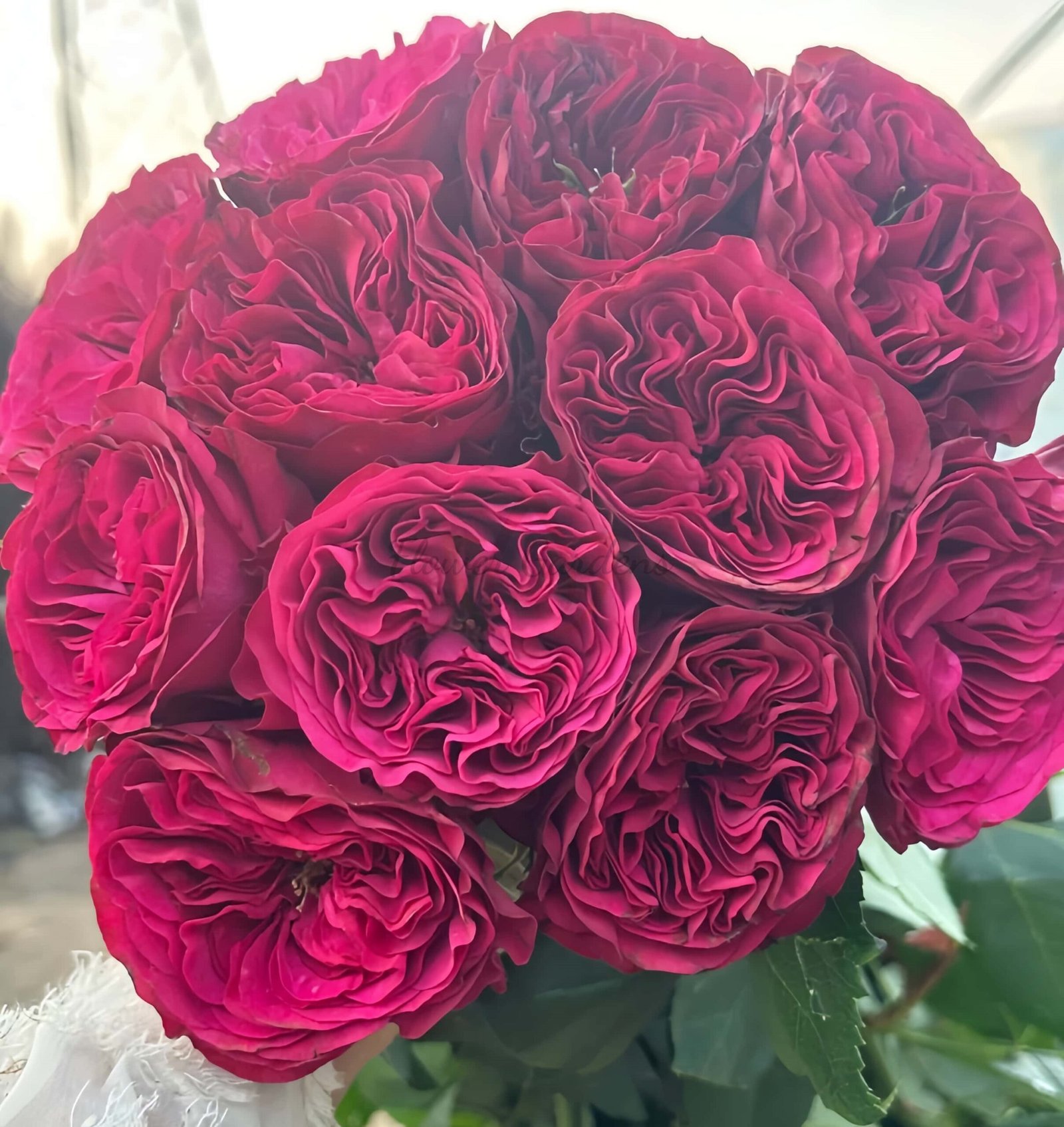 Cherry Velvet Rose for sale丨Flower Gardens