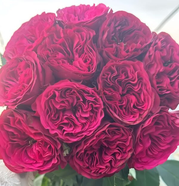 Cherry Velvet Rose丨Flower Gardens