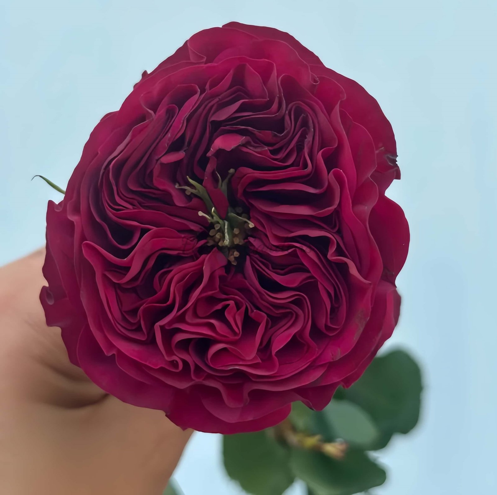 Cherry Velvet Rose plant丨Flower Gardens