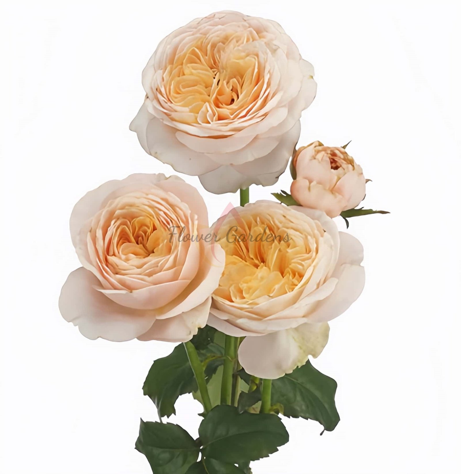 Chester Square Rose plant丨Flower Gardens