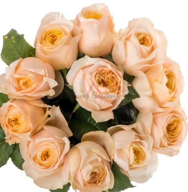 Chester Square Rose for sale丨Flower Gardens