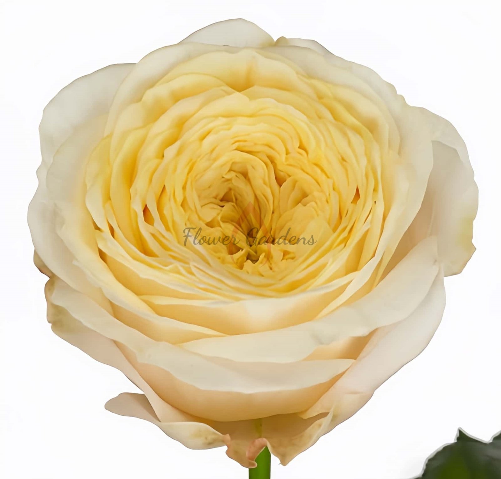 Chester Square Rose丨Flower Gardens