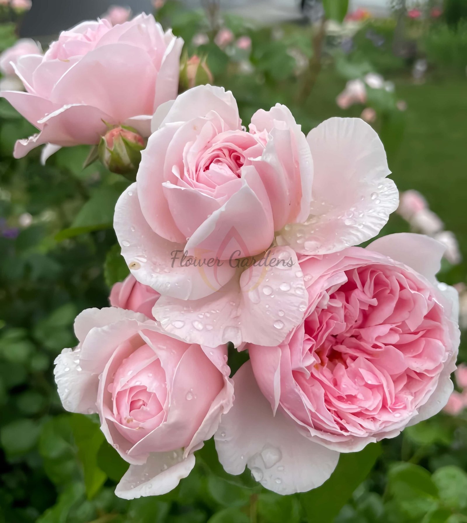 Cinderella Rose丨Flower Gardens