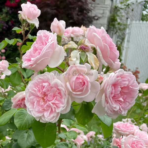 Cinderella Rose for sale丨Flower Gardens