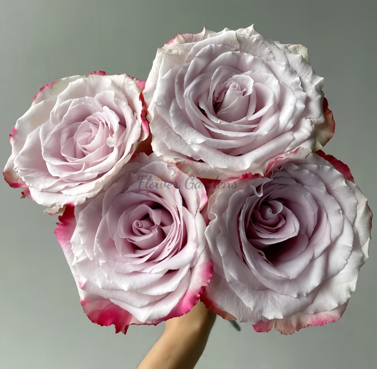 DFR139 Rose for sale丨Flower Gardens