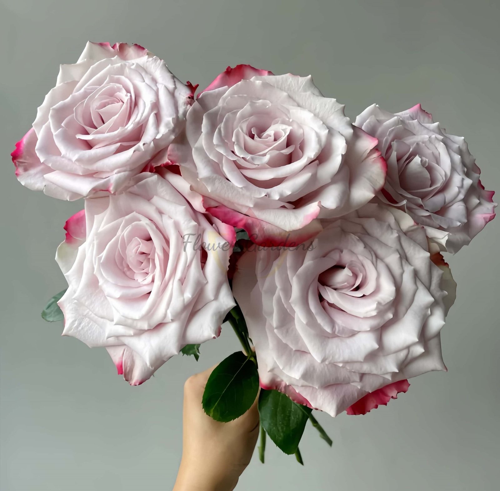 DFR139 Rose plant丨Flower Gardens