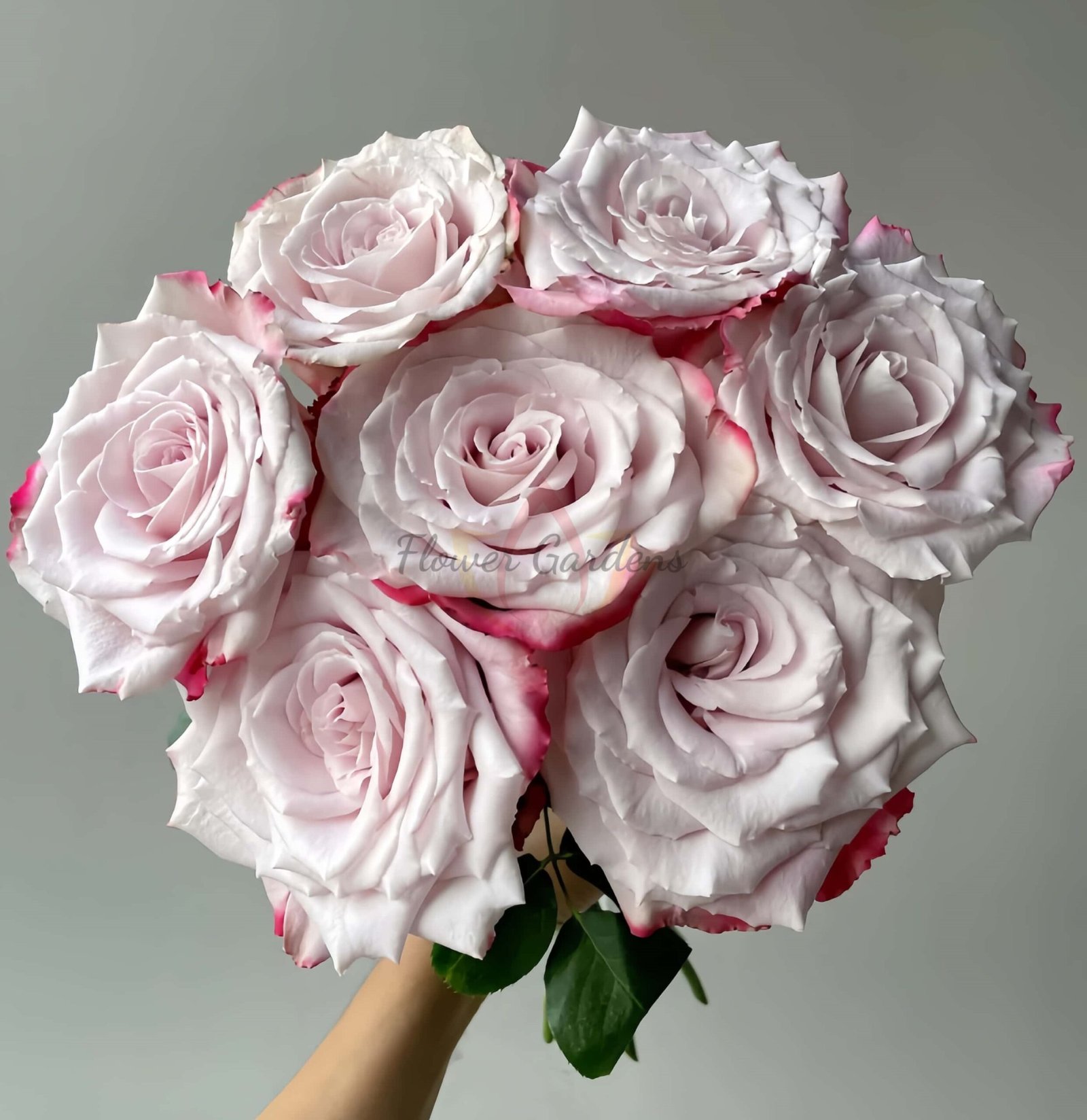 DFR139 Rose丨Flower Gardens