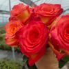 Dakar Rose丨Flower Gardens