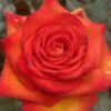 Dakar Rose plant丨Flower Gardens