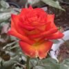 Dakar Rose丨Flower Gardens