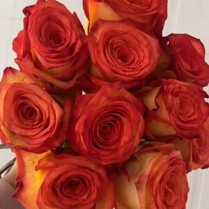 Dakar Rose for sale丨Flower Gardens