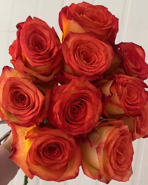 Dakar Rose for sale丨Flower Gardens