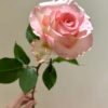 Doll Rose丨Flower Gardens