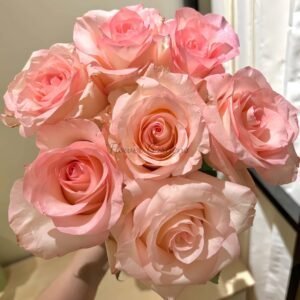 Doll Rose for sale丨Flower Gardens