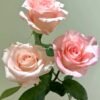 Doll Rose丨Flower Gardens