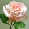 Doll Rose plant丨Flower Gardens