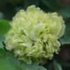 Dou lv2 Dou lv Peony Plant 丨Flower Gardens