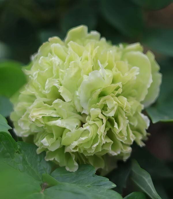 Dou lv Peony Plant 丨Flower Gardens