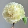 Dou lv4 Dou lv Peony for sale丨Flower Gardens