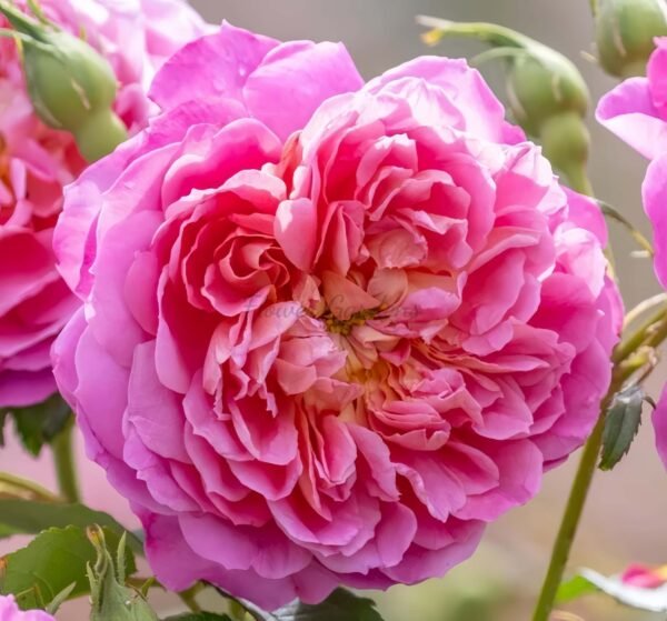 Emma Bridgewater Rose for sale丨Flower Gardens