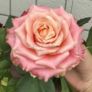 Escalante Rose丨Flower Gardens
