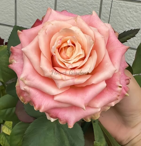 Escalante Rose丨Flower Gardens