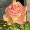 Escalante Rose for sale丨Flower Gardens