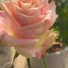 Escalante Rose丨Flower Gardens