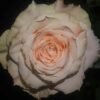 Escalante Rose plant丨Flower Gardens