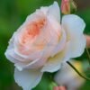 Flod Farm Rose for sale丨Flower Gardens