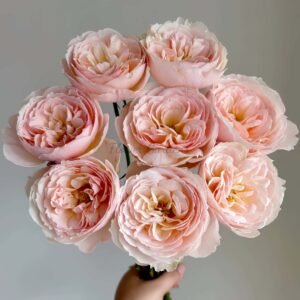 Flod Farm Rose plant丨Flower Gardens