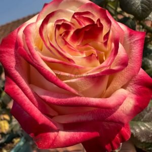 Fragant Delicious Rose丨Flower Gardens