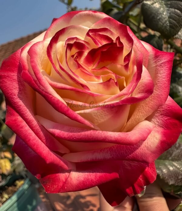 Fragant Delicious Rose丨Flower Gardens