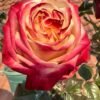 Fragant Delicious Rose for sale丨Flower Gardens