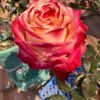 Fragant Delicious Rose丨Flower Gardens