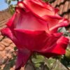 Fragant Delicious Rose plant丨Flower Gardens