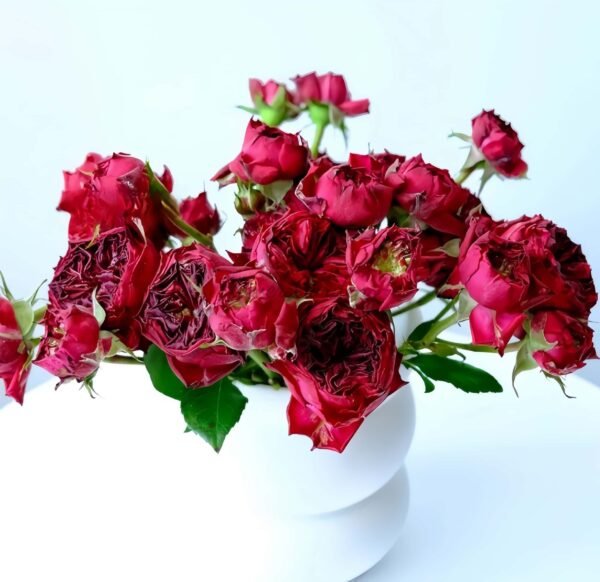 Frozen Summerhouse Rose for sale丨Flower Gardens