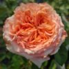 Funky Peach Rose plant丨Flower Gardens