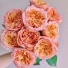 Funky Peach Rose丨Flower Gardens